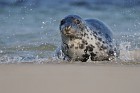 gray seal