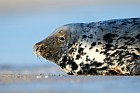 gray seal