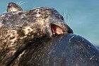 gray seals