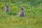 european rabbit