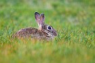 european rabbit