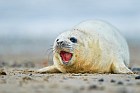 gray seal