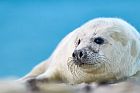 gray seal