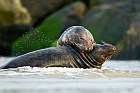 gray seal