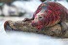 gray seals