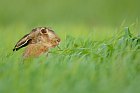 hare