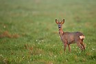 roe deer