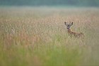 roe deer