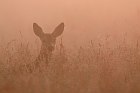 roe deer