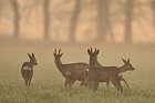 roe deers