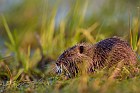 coypu