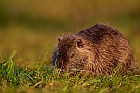 coypu