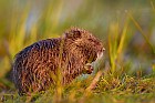 coypu