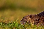 coypu