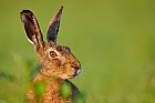 hare