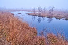 Marsh in Germany