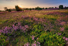 Lüneburger Heide