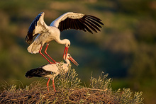 white storks in Portugal