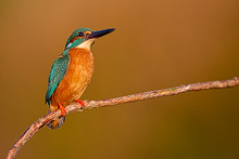 Eisvogel
