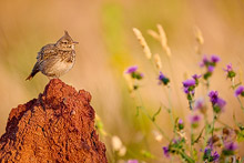crested lark