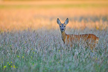 deer