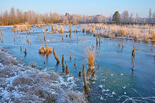 Diepholzer Moor