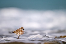 greater sand plover