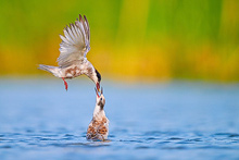 Terns in the Ebro Delta