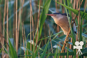 little bittern