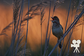 great reed warbler