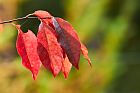 Blätter im Herbst