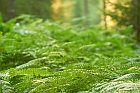 Furlbachtal
