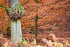 Baum