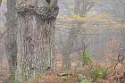 Urwald Sababurg 