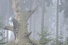 Urwald Sababurg