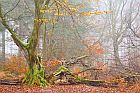 Urwald Sababurg 
