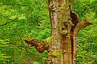 Urwald Sababurg 