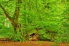 Urwald Sababurg 