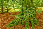 Urwald Sababurg 