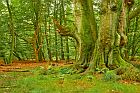 Urwald Sababurg 