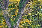 German forest