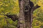 Urwald Sababurg 