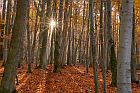 Urwald Sababurg 