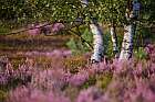 Lüneburger Heide