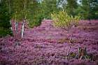 Lüneburger Heide