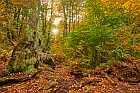 Urwald Sababurg