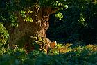 Urwald Sababurg 