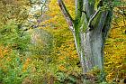Reinhardswald (Hessen)