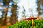 Pilz im Teutoburger Wald