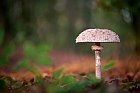Pilz im Teutoburger Wald